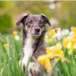 Dog Poop Pickup in Brighton Michigan