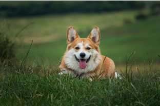 Dog Poop Pickup in Brighton Michigan