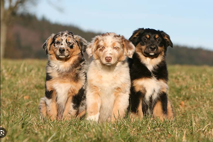 Dog Poop Pickup in Brighton Michigan