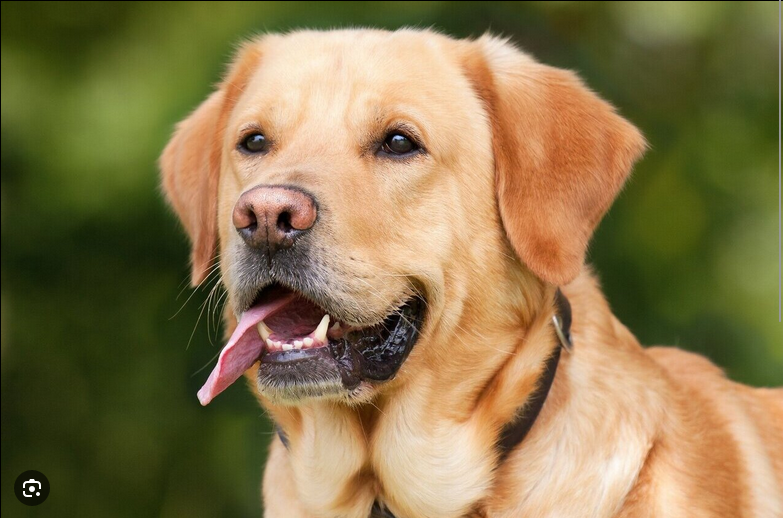 Dog Poop Pickup in Brighton Michigan